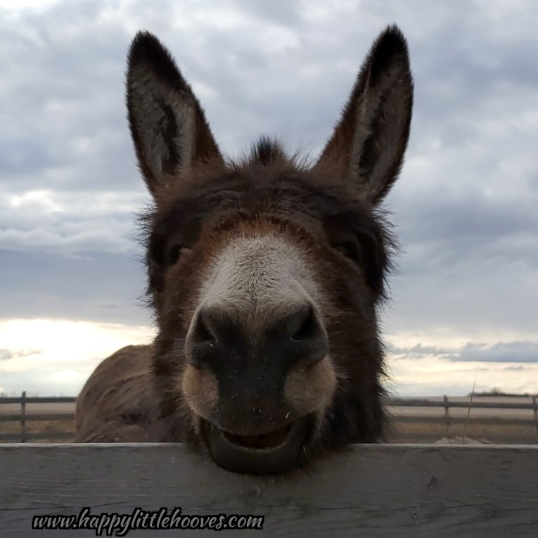 HoovesHappy's tweet photo. Hello, my name is Puddin'. I see you have a carrot. I do not have a carrot. I think you know what to do. #happylittlehooves #chocolatepuddin #donkeys #donkey #longears #sillydonkey #sillyfaces #carrotfaces https://t.co/A5TeLfEQfO