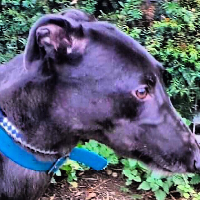 Retired Greyhounds Canterbury tweet media