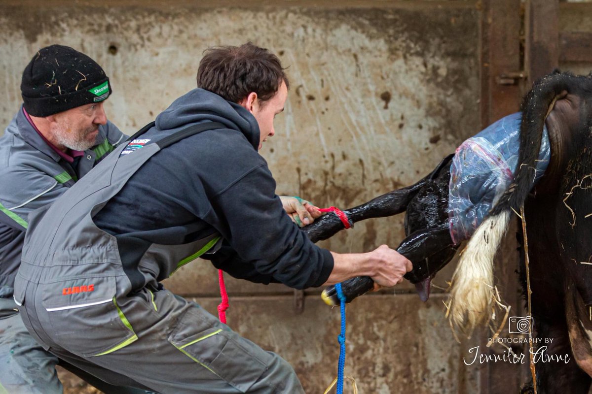 Defenderdriver7's tweet image. I had to share this great photo taken by our neighbour @jenniferannekitchen - also a bit of free advertising for @class overalls and @Shearwell hat!! Cow and calf both doing fine after a bit of help