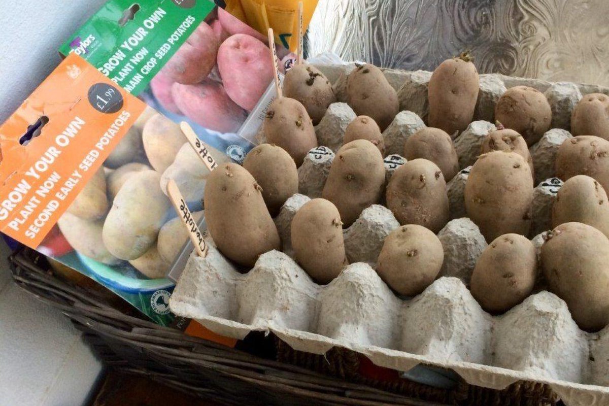 Chitting potatoes is a great way to increase your harvest during the growing season. Find out more in our step-by-step guide: buff.ly/3cmD9Lx