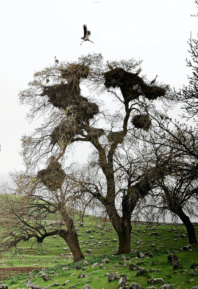nofbtm's tweet photo. Storks are considered a symbol of peace in Kurdistan, their return from yearly migration always fills my heart with hope 🕊️
📸 @ali___bilal
.
..
...
#nfbtm #nofriendsbuthemountains #newroz #kurdishhistorymonth #nest #stork #storks #wildlife #kurdistan #thisIsMyKurdistan https://t.co/zWSaeC85YK
