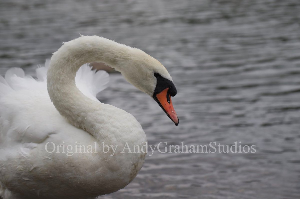 Tweaking Tim tweet media