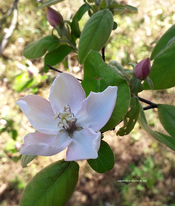 unsouriredusud's tweet photo. Coucou, bon dimanche à tous et toutes .
Je vous partage les fleurs de mes arbres préférés ils ne donnent pas de fruits, mais sont superbes.
Mes petits cognassiers, que chéri voudrait couper, mais je fais de la résistance .
#fleurs #arbrefruitiersenfleur #cognassier #sudest https://t.co/2ZD0cMIxOb