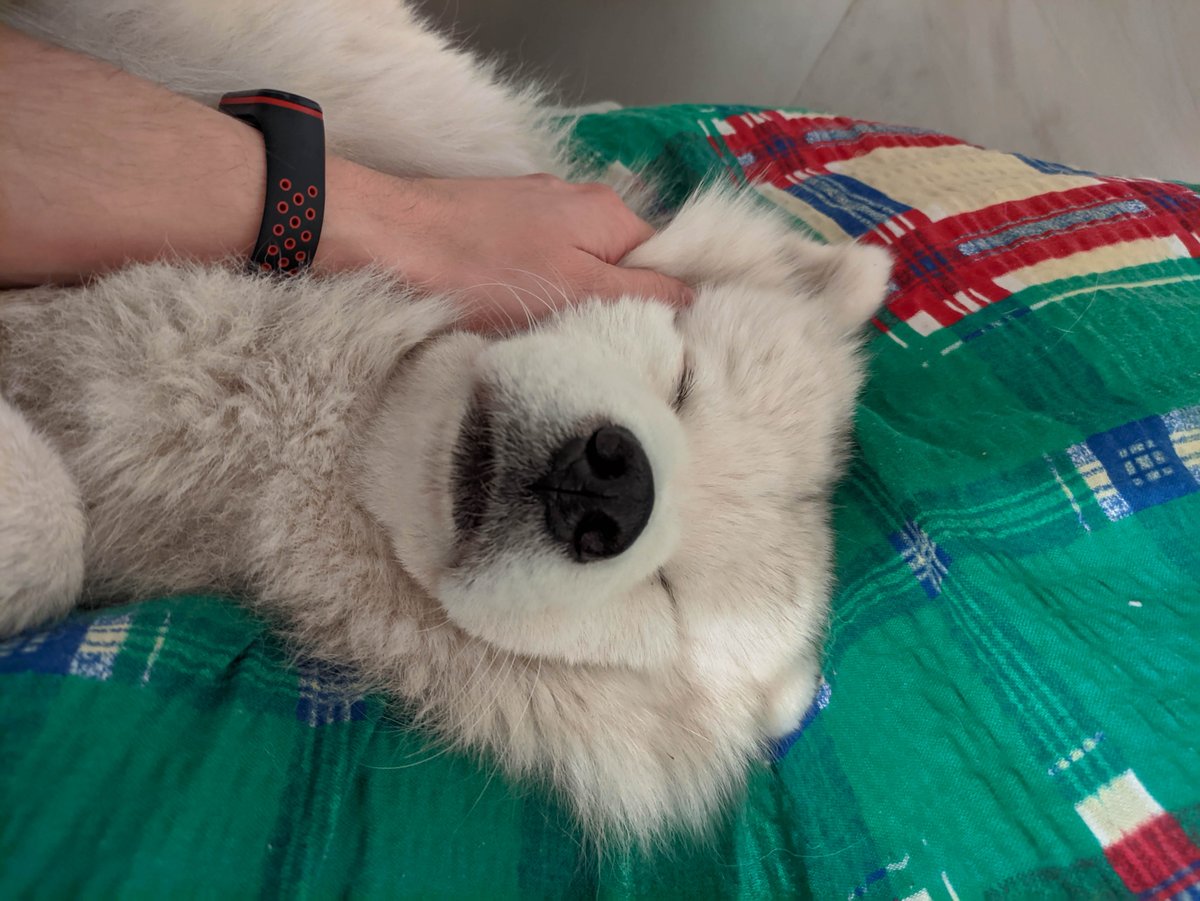 YukiWhiteQueen's tweet photo. Good morning in this Sunday 😘😍🥰.
.
.
.
.
#samoyedlife #samoyedpuppy #samoyedworld #samoyedinstagram #samoyedgram #samojed #doginstagram #dogselfie #funnydog #funnydogpics #whitedog #lodz #łódź #polishdog #polishsamoyed #polanddog #siberiandog #queendog https://t.co/AWEN1wPOpU