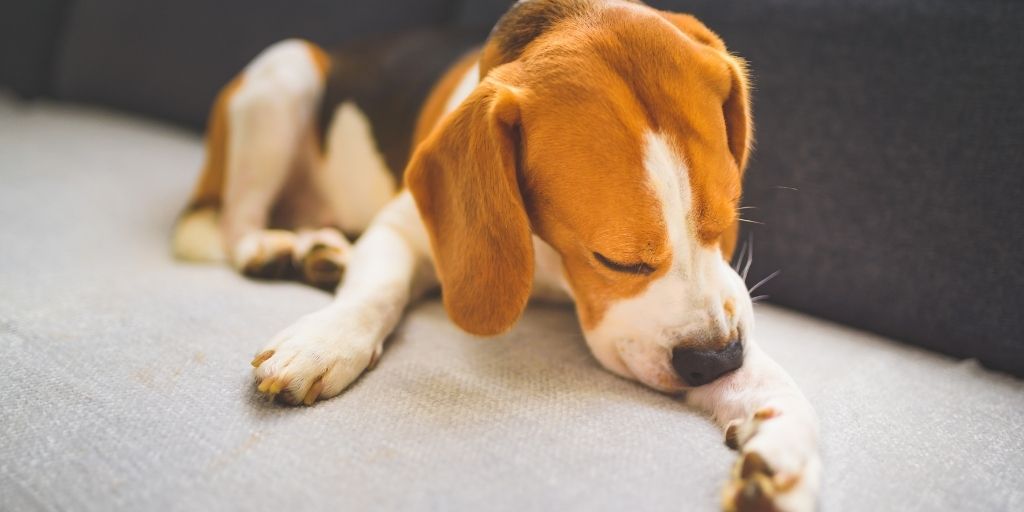 PDSA_HQ's tweet photo. We all love our pets, but they do slip down our favourites list when they bring in unwanted guests ๐๐ฌ
Keep your pet #FleaFree by keeping up-to-date with their flea treatment โ๏ธ
Order from our pet store and help save pets in need: https://t.co/bIYi0yjXAe https://t.co/tq1s5Qa2YO
