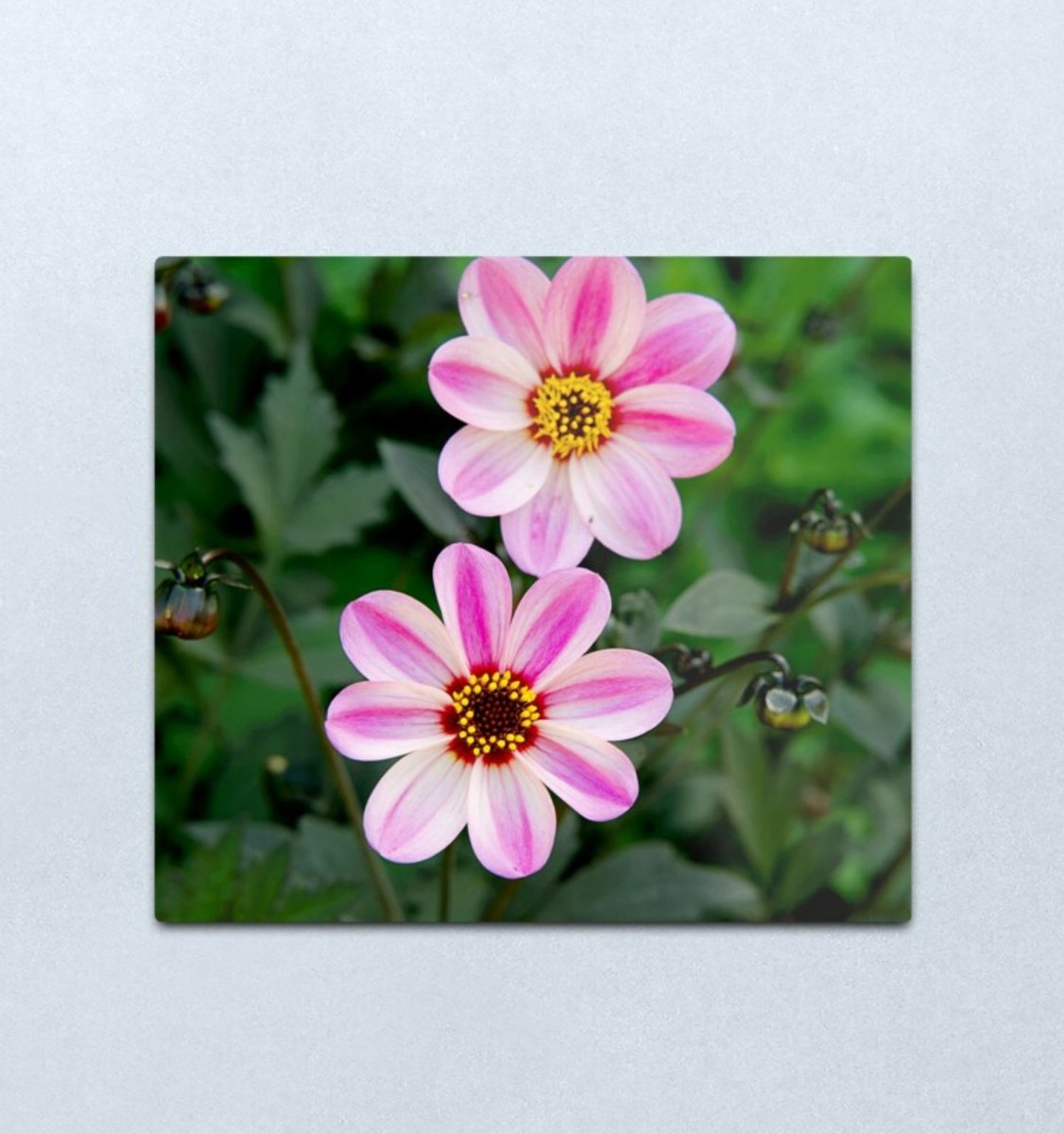 kayf2010's tweet photo. Morning #ukgiftam hope you are having a good weekend. Easter is almost here check out! my shop for last minute #Easter gift ideas.
https://t.co/6oqyh3d7QA
#ukgifthour #morning #interiordesign #homedecor #redbubble #redbubbleseller #Easter2021 #easterlockdown #giftfinder https://t.co/DJ0zPHbZ66