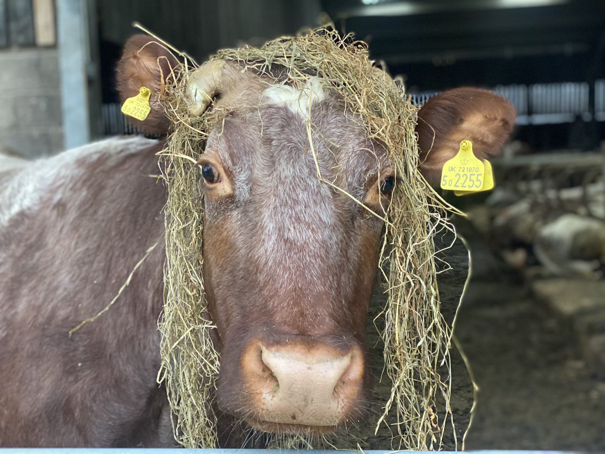 Abi Reader tweet media