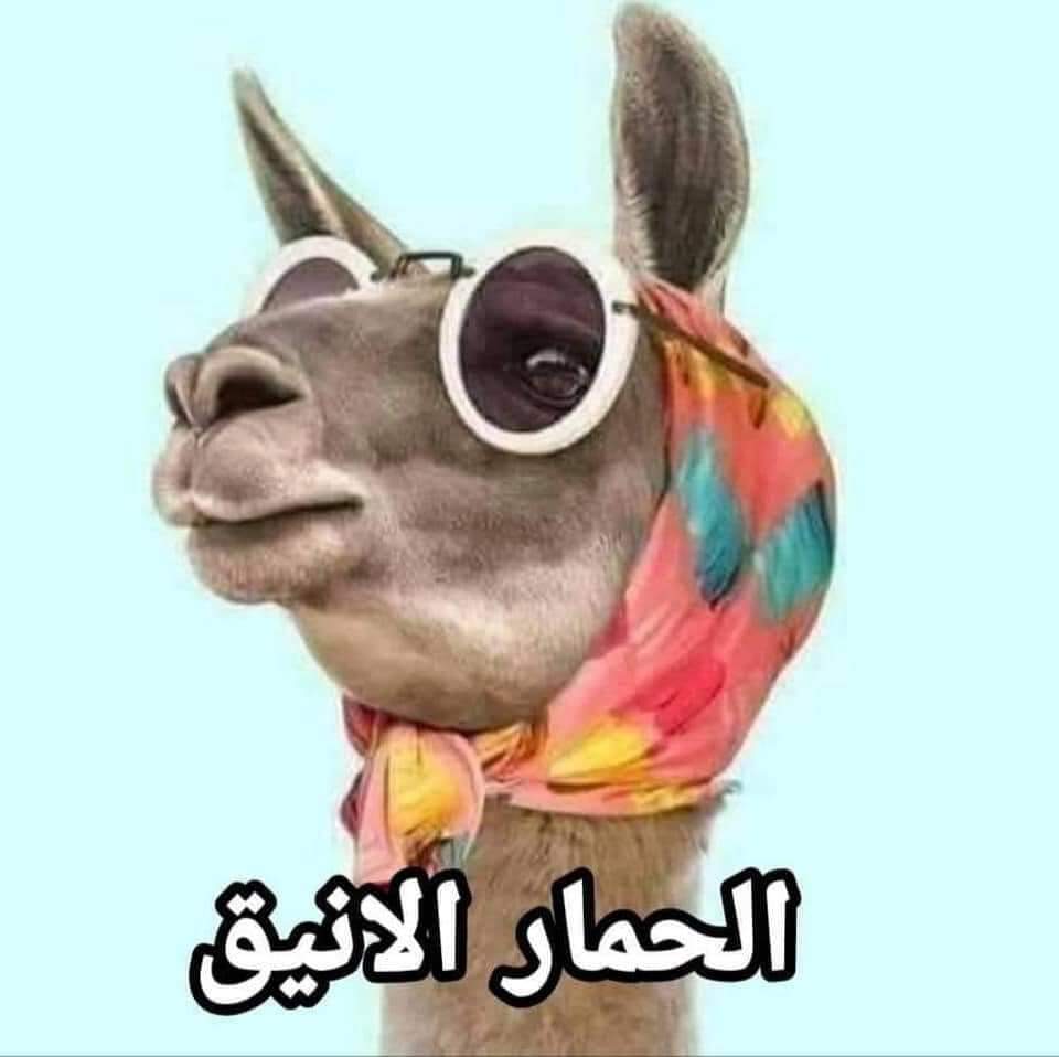 _ln_1994's tweet image. لما اخلص المصاري  كلها على الشوپينج 🤣