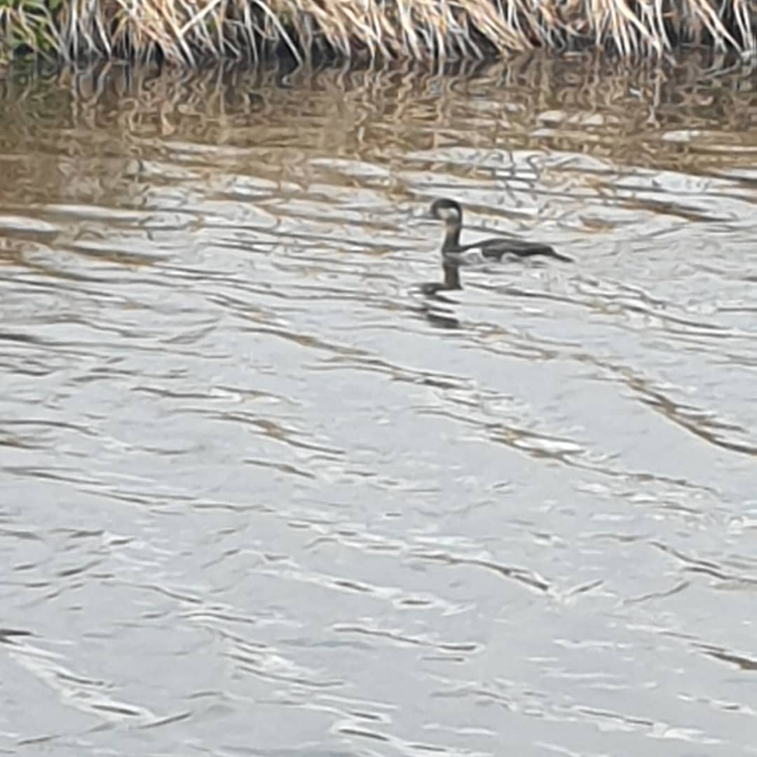 nesscooper's tweet photo. Unusual spot in Gargrave yesterday.   Potential Long Tailed Duck.  Red listed, and I've never seen one before! @Natures_Voice @CRTYorkshireNE @_BTO @CravenHerald @ChrisGPackham #birdwatching #leedsliverpoolcanal #gargrave #wildfowl #yorkshiredales https://t.co/gHmtV8G8o6