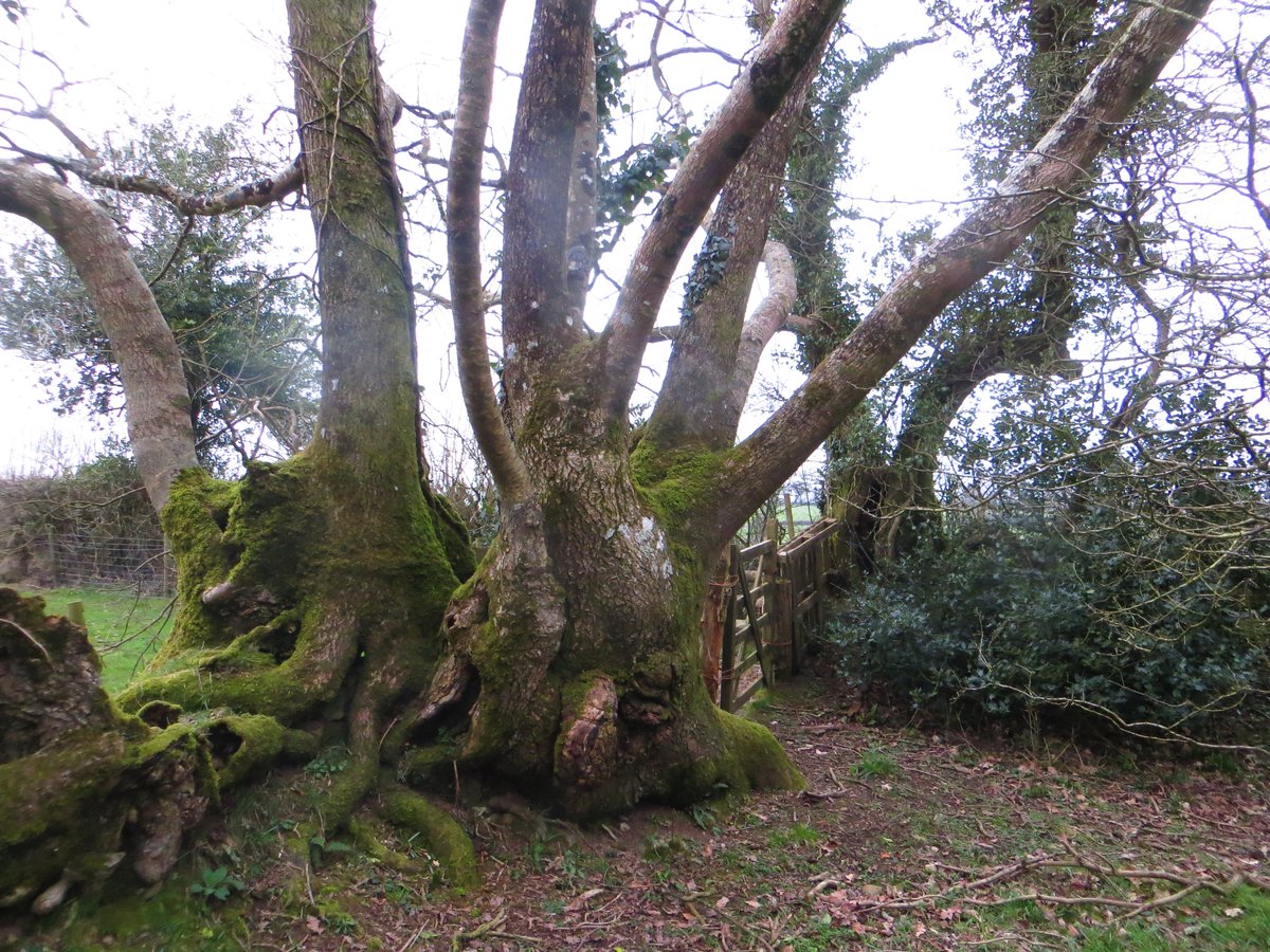 part_tom's tweet photo. Beautiful Oak pollard - I'd guess stems might be 30-50 years old but the base looks properly ancient. https://t.co/1TkdyfXHsm