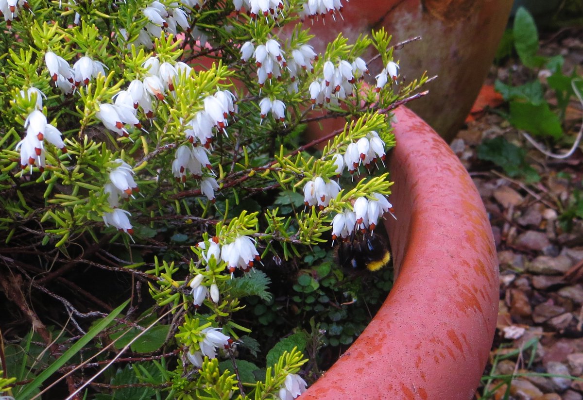 part_tom's tweet photo. Early #Bumblebee Queen in the garden yesterday - all over the (non-native) heather and hellebore (native #wildflowers are available here!). @BumblebeeTrust https://t.co/mm8oqjE40o