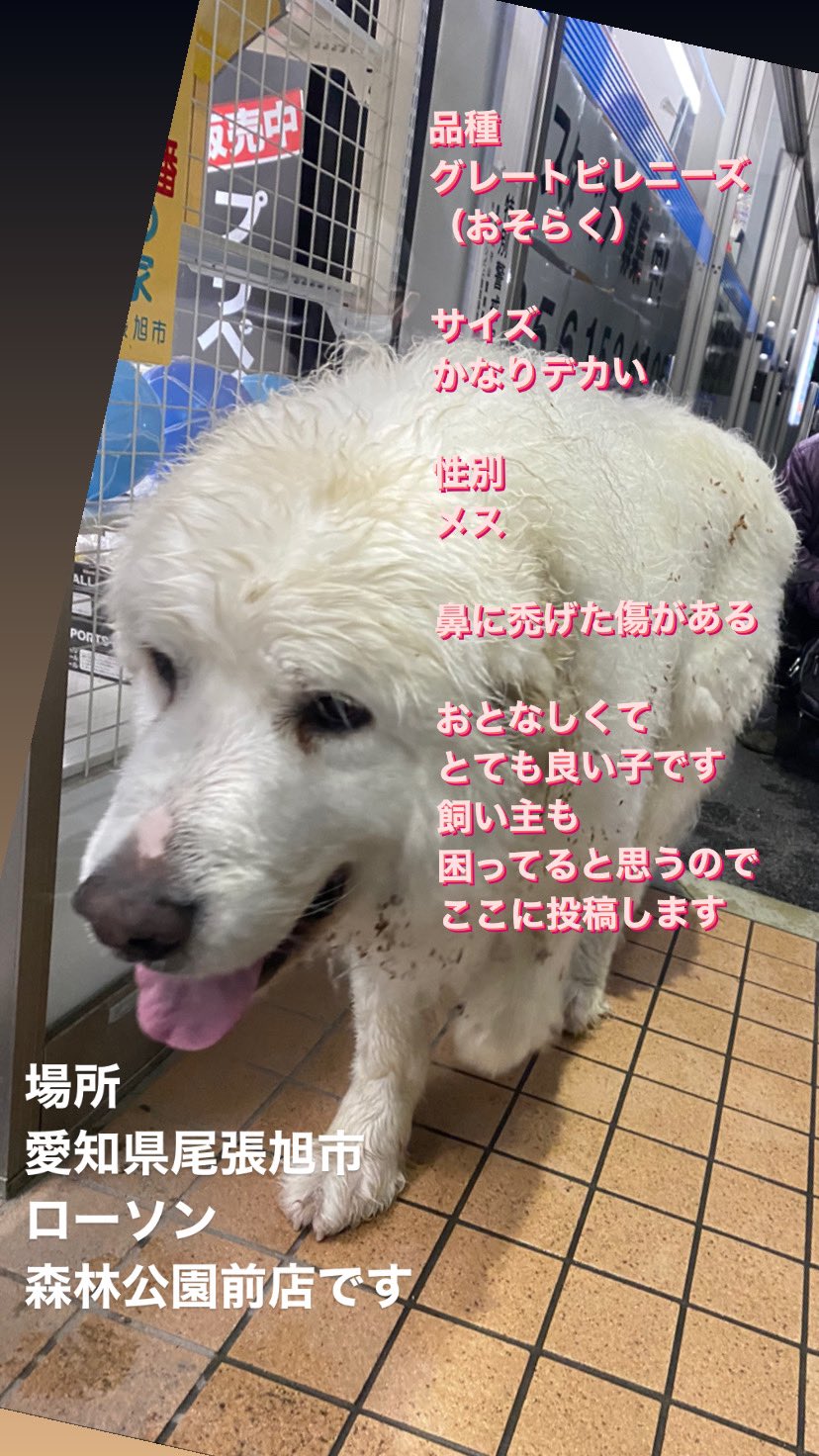 Persiajap 今日の夜中地元で めちゃくちゃ大きな 犬がローソンに来店したので ここに投稿します 調べたところ グレートピレニーズという 犬種っぽくて どうやら放浪癖がある犬種みたい 場所は 愛知県尾張旭市 森林公園前ローソンです よろしく グレート Persiajap 今日の夜中地元で めちゃくちゃ大きな 犬がローソンに来店したので ここに投稿します 調べたところ グレートピレニーズという 犬種っぽくて どうやら放浪癖がある犬種みたい 場所は 愛知県尾張旭市 森林公園前ローソンです よろしく グレート