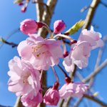 Image for the Tweet beginning: 18:30より三公記念館にて夕拝となっております。
今日は雨ですが、花達が綺麗に咲き誇ってます。駐車場奥には枝垂れ桜が少しずつ咲き始めました。
写真は天気が良い日に撮ったものです。
目立った行事はありませんが、また是非ご来館下さい╰(*´︶`*)╯

#さくら ＃三公記念館 