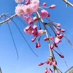Image for the Tweet beginning: 18:30より三公記念館にて夕拝となっております。
今日は雨ですが、花達が綺麗に咲き誇ってます。駐車場奥には枝垂れ桜が少しずつ咲き始めました。
写真は天気が良い日に撮ったものです。
目立った行事はありませんが、また是非ご来館下さい╰(*´︶`*)╯

#さくら ＃三公記念館 