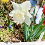 Image for the Tweet beginning: 18:30より三公記念館にて夕拝となっております。
今日は雨ですが、花達が綺麗に咲き誇ってます。駐車場奥には枝垂れ桜が少しずつ咲き始めました。
写真は天気が良い日に撮ったものです。
目立った行事はありませんが、また是非ご来館下さい╰(*´︶`*)╯

#さくら ＃三公記念館 