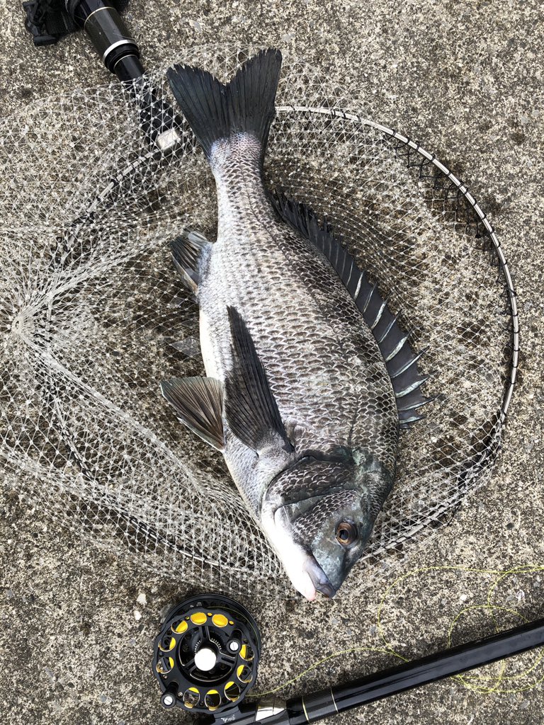 日カモ tweet media