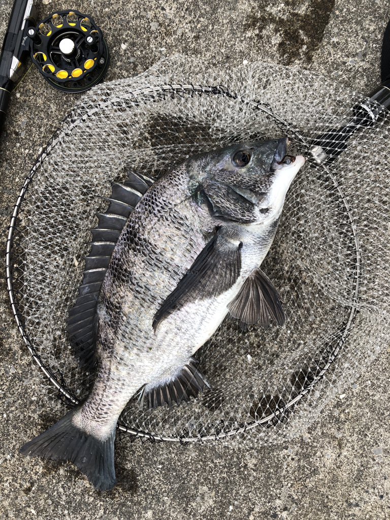 日カモ tweet media