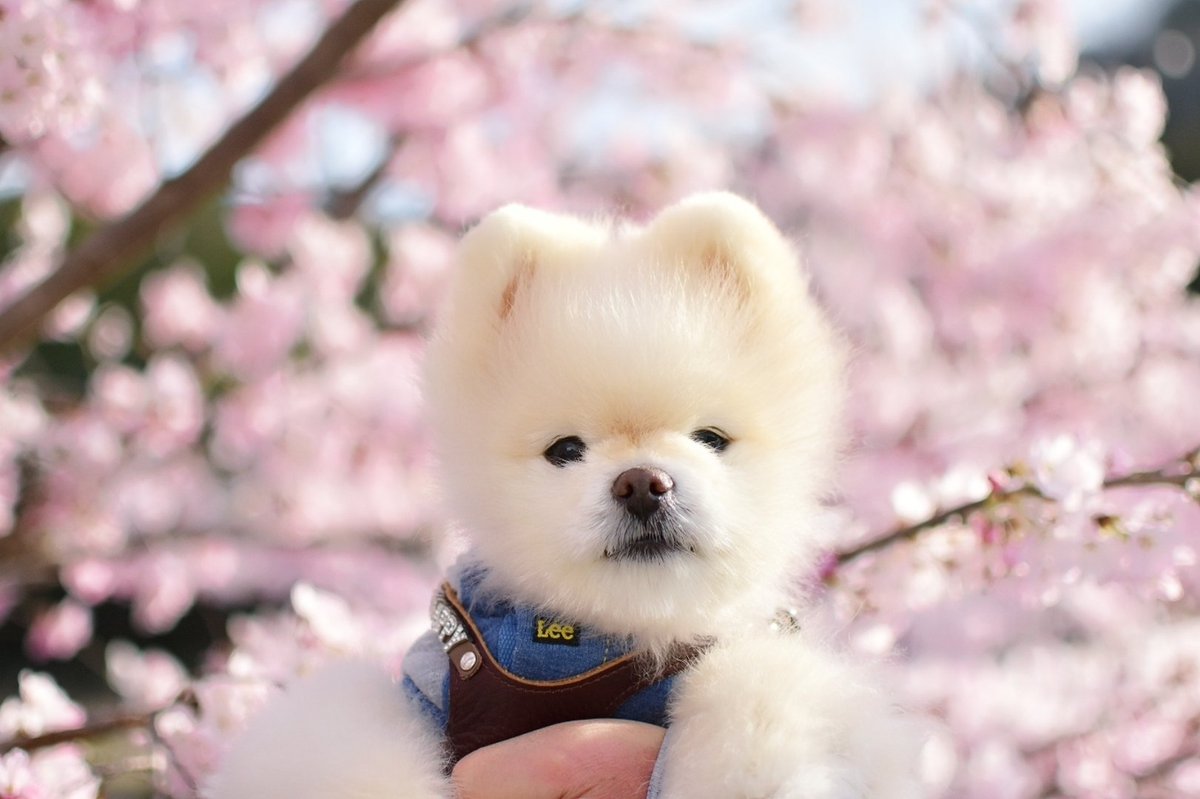 chapinosin's tweet photo. よく降りますね。

昨日のお花見散歩🐶😊🌸 https://t.co/gRkK4tVm2s