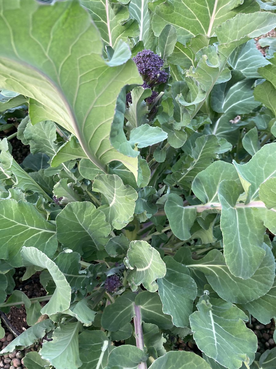 Aquaponic crops in media beds from chard, parsley, sprouting broccoli, celery, cavolo nero, watercress,leeks there is a lot you can grow through winter
