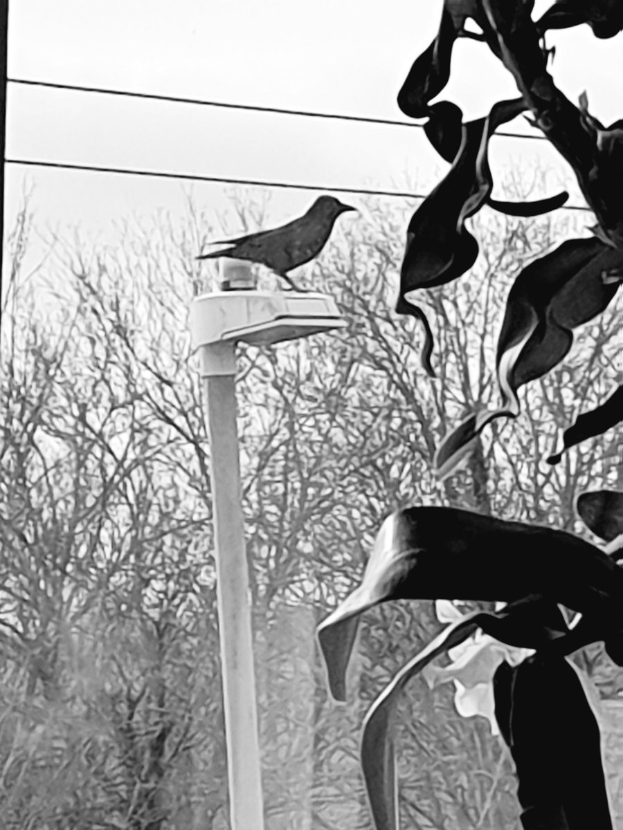 DontCareBigBear's tweet photo. Every morning...when...I wake up and look towards the trees...I can ALWAYS see a solitary crow (i think) in the distance. Wondered where he or she was this morning. 
Answer: right outside the flipping window 😱

Three eyed raven springs to mind. #GoT #BranTheBroken https://t.co/1hFRJrhJxl