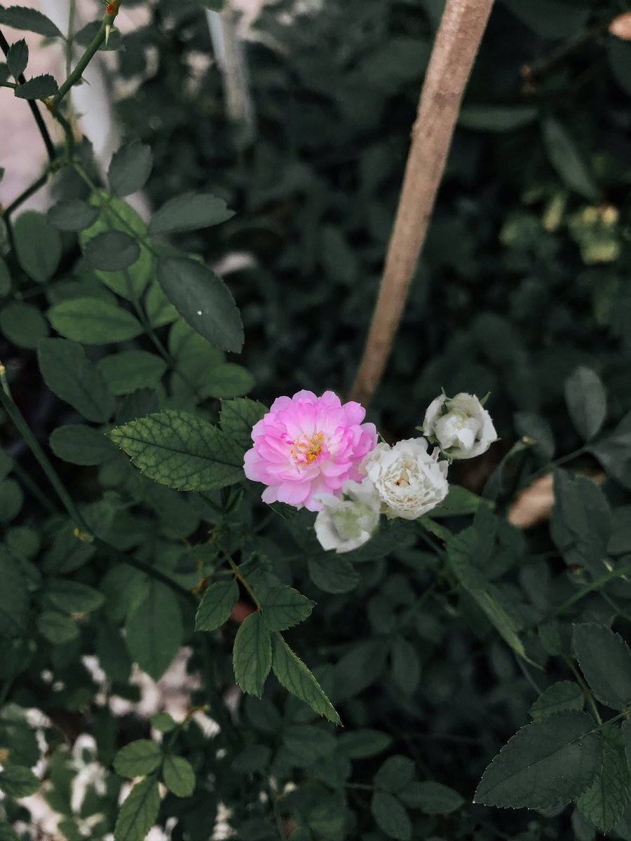 RoseLoveEat's tweet photo. 🥀💓🥀
#love #rose #roseflower #roselovers #nature #naturelovers #plants #plantstyle #garden #instagood #photooftheday #ilikeit #likeaway #likeforlike #like4like #likes4follower #rosielikesthis🌷💓🥀 https://t.co/htOde0KLmK