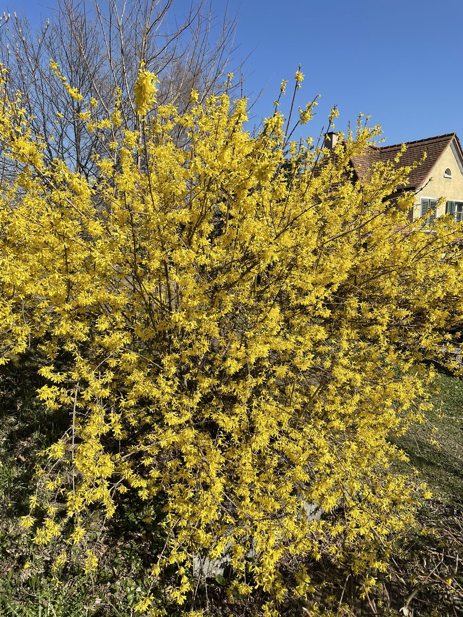rehsche's tweet photo. Immer noch erst #März - und doch arbeiten #Solaranlagen hierzulande an sonnigen Tagen schon mit voller Kraft - und decken in diesem Beispiel vom #Friesenberg #Zürich den rechnerischen Tagesstrombedarf mit über 1500 KWh Produktion bei 150 Wohnungen easy! #es2050 #Klima #CO2Gesetz https://t.co/ivEph4R6X0