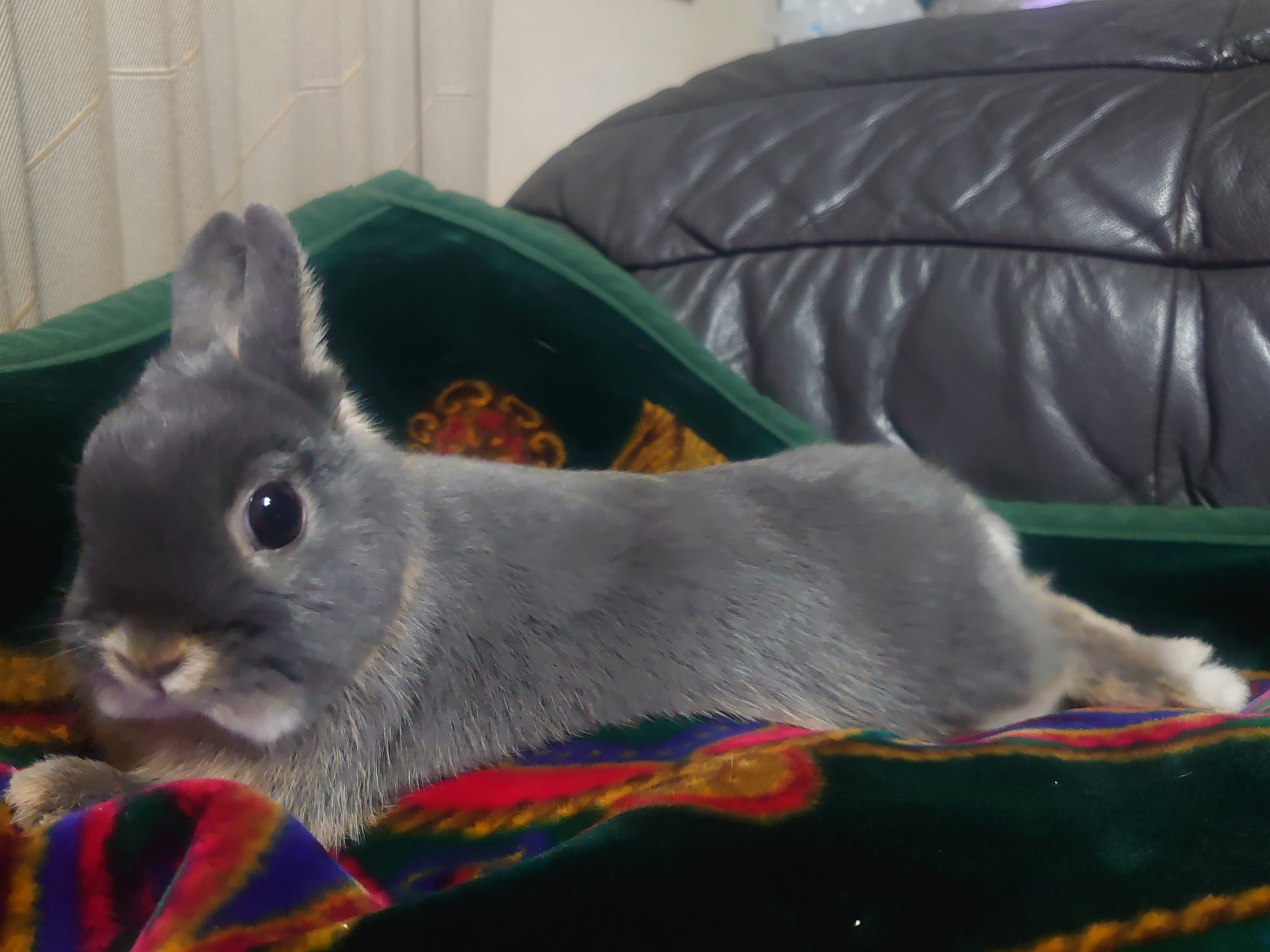 みのちゃん リラックス中 うさぎ うさぎのいる暮らし うさぎ好きさんと繋がりたい 癒し うちのらぱん T Co Do2njxyp Twitter