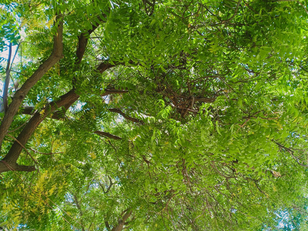 Captain_Critics's tweet photo. دھوپ آئے تو چھائوں تم لانا ❣️
#neem_tree https://t.co/VFHyaTv6LM
