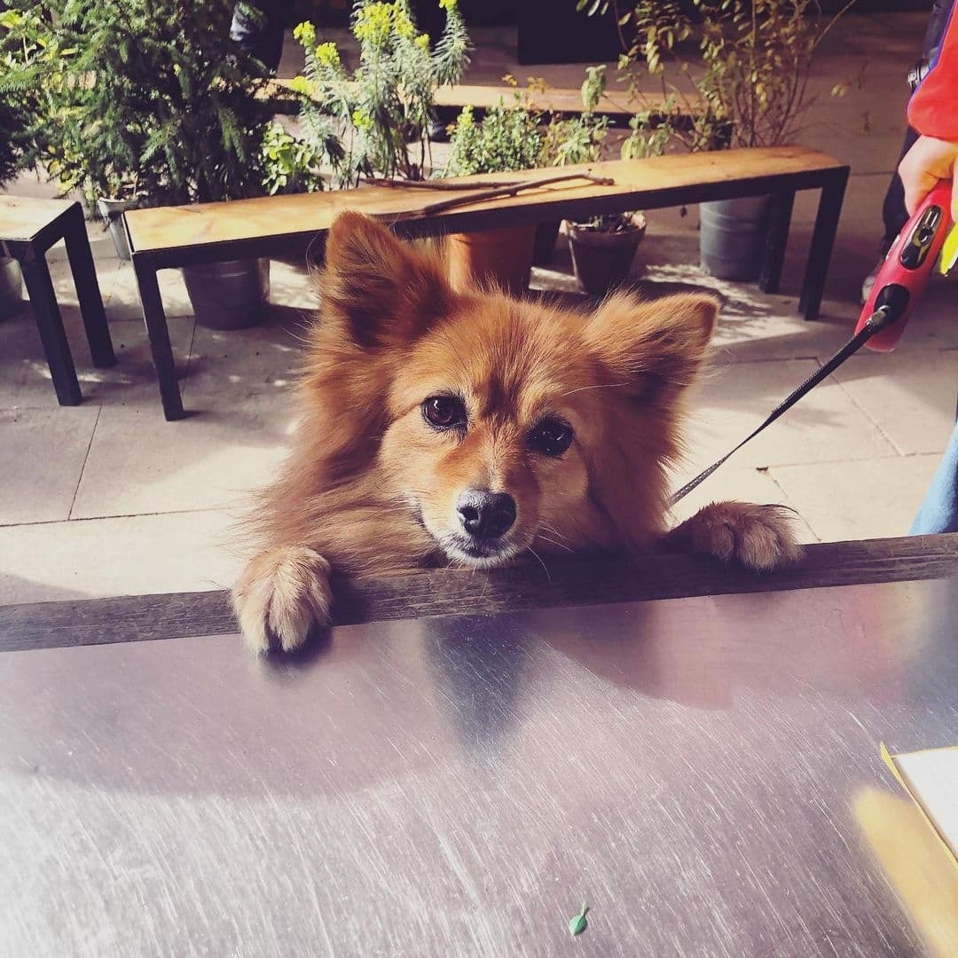 PenylanPantry's tweet photo. Who’s welcome in our @SecretGardenCF? Everyone, including dogs, robins, bees, spiders....all the living things. Where are we? In beautiful @buteparkcardiff nestled amongst the blossom &amp; next to the river. We're open today until 4.30pm with lots of lovely goodies for you. #Cardiff https://t.co/9Z4eKhLCYj
