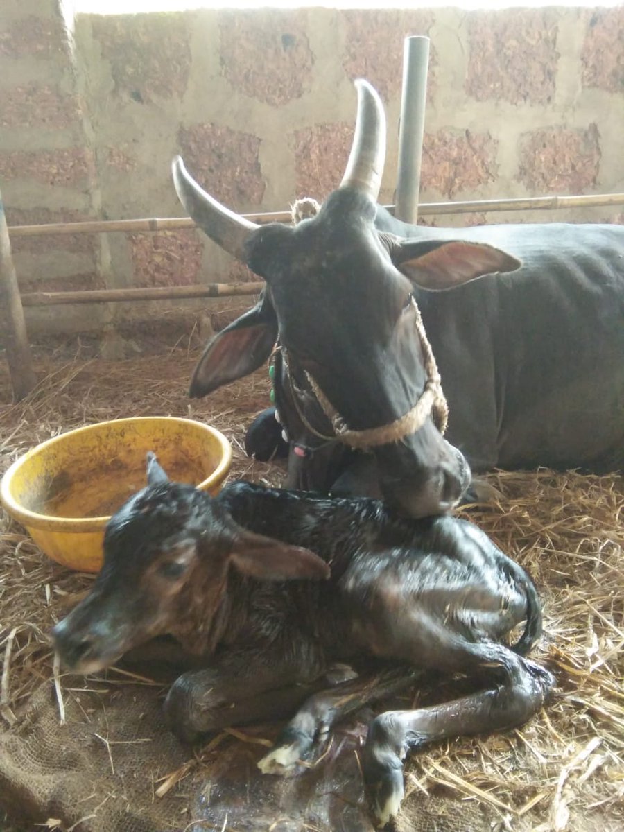 Alka_Dhupkar's tweet photo. New member in the family
#Pinguli
I miss #Kharwas https://t.co/ewOyuEa74Y