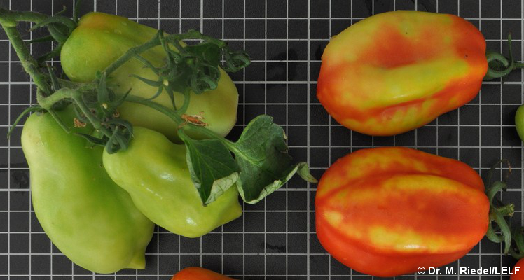MLUKBrandenburg's tweet photo. DIESES #Virus ist für den Menschen ungefährlich, setzt aber leider dem Gemüse ziemlich zu. 

Das neue Pflanzenvirus "ToBRFV" befällt #Tomate &amp; #Paprika. 🌶️🫑🍅

Zu Symptomen, Gegenmaßnahmen &amp; wo Verdachtsfälle bitte unbedingt zu melden sind: 

https://t.co/0kjUe1J2Li

#LELF https://t.co/SitO0WTkln