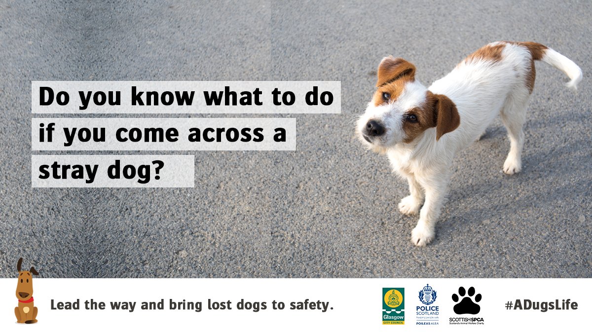 PSOSGreaterGlas's tweet photo. If you find a stray dog follow these steps:

1️⃣ Injured/sick pups only @ScottishSPCA Helpline ☎️ 03000 999 999
2️⃣ Try to locate owner
3️⃣ Contact @GlasgowCC Dog Wardens weekdays 9.30am-3.30pm https://t.co/rlViHmfbZ0
4️⃣ Lastly, take to local Police Station or call 101
#ADugsLife https://t.co/cLwEXPhWRI