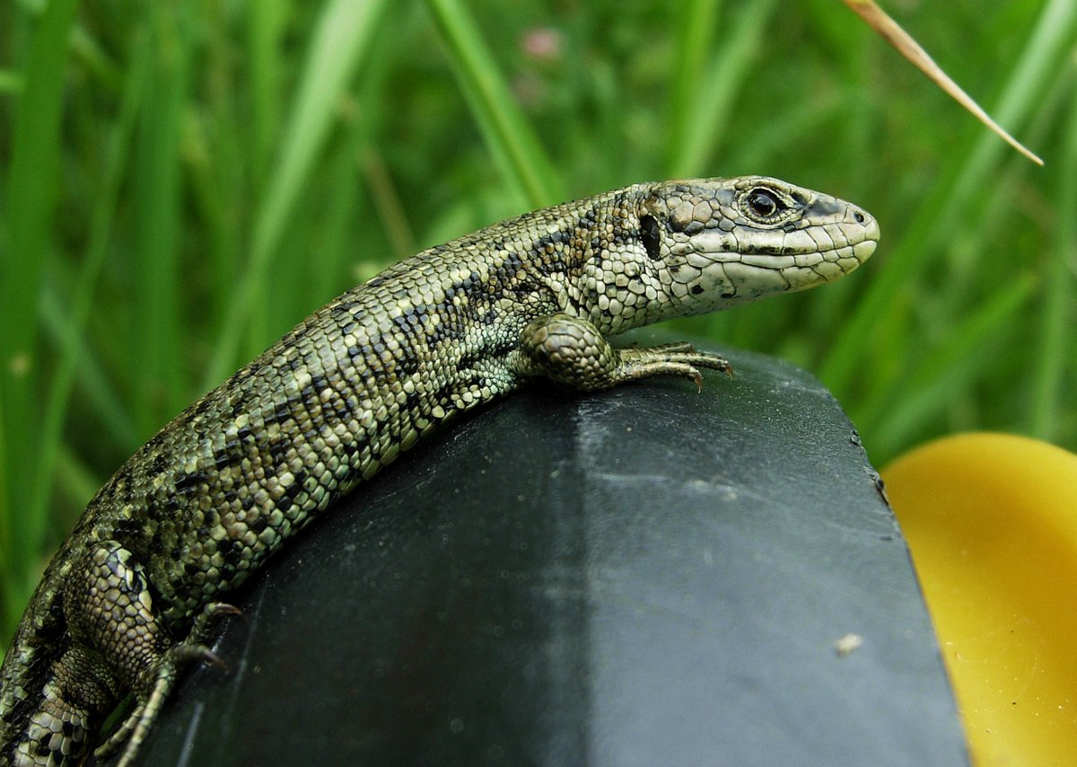 froglifers's tweet photo. Have you read our latest #CroakingScience article: 'The effect of the climate crisis on UK reptile populations'? You can read it here: https://t.co/wQ8IihqMlX (image by Tracy Farrer) https://t.co/5jlQOPg33F