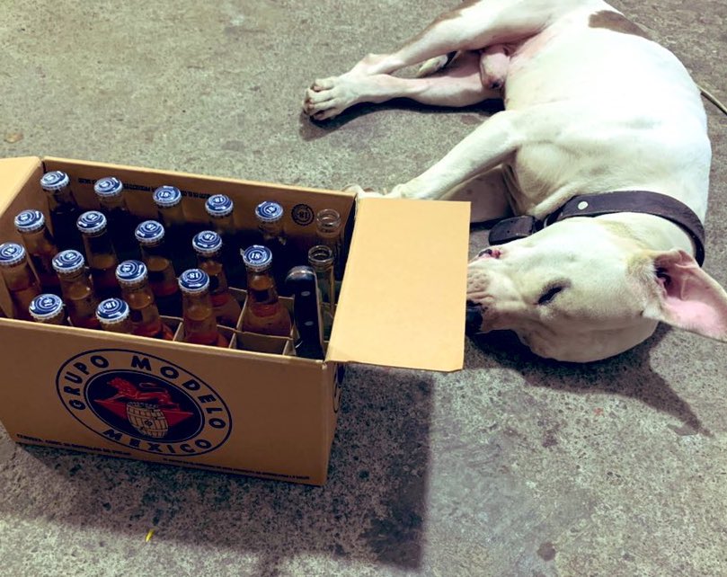 AngelMX2's tweet image. El guardián con la oreja 👂 atenta por cualquier cosa...