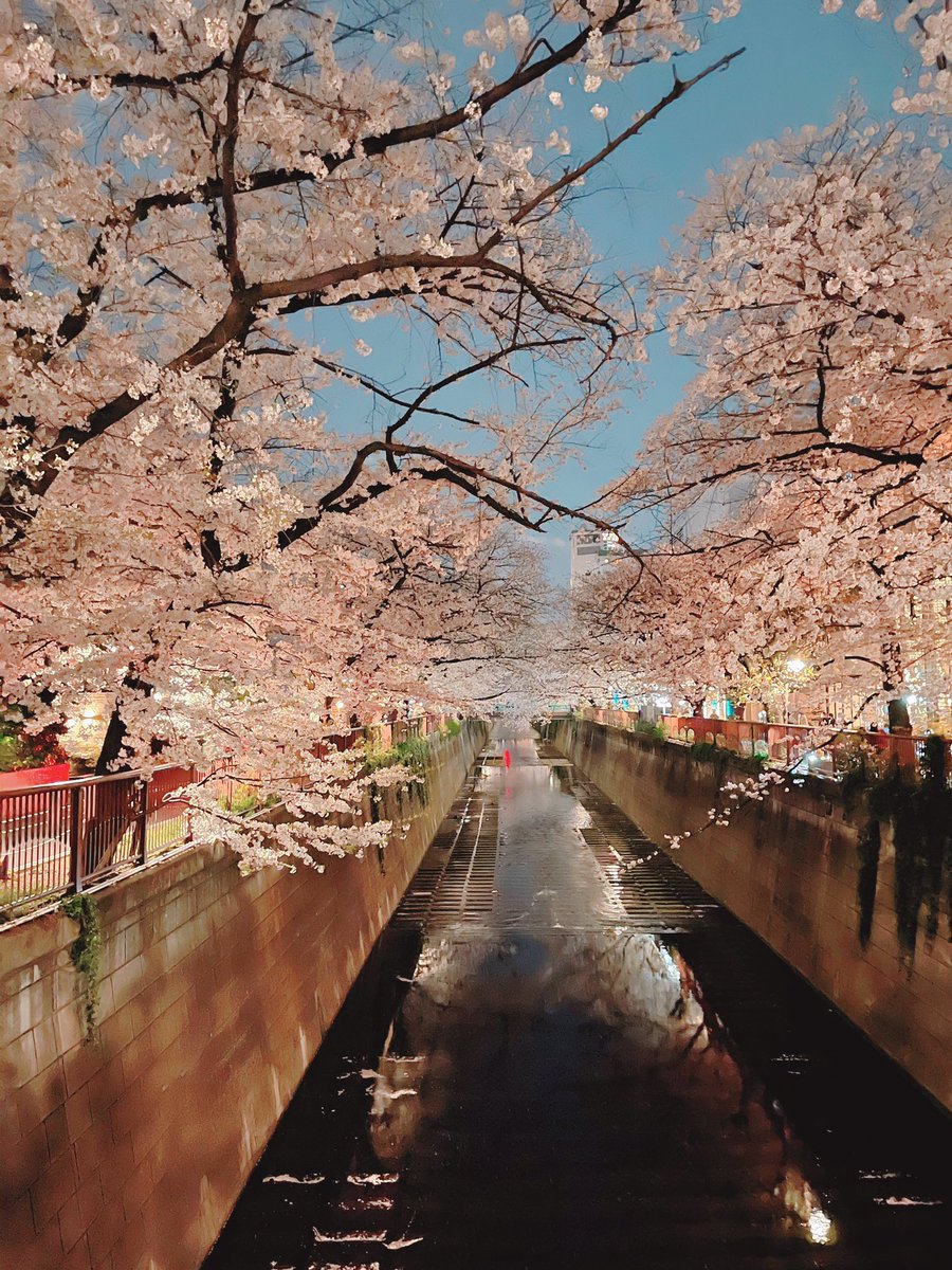 ばぶとむわんこチャンʚ ɞ 桜が似合う犬になりました ᐡ ﻌ ᐡ 夜桜が綺麗 めっちゃすきなとこ 本気で桜を触ろうとしてた図 ばぶとむわんこチャンʚ ɞ 桜が似合う犬になりました ᐡ ﻌ ᐡ 夜桜が綺麗 めっちゃすきなとこ 本気で桜を触ろうとしてた図