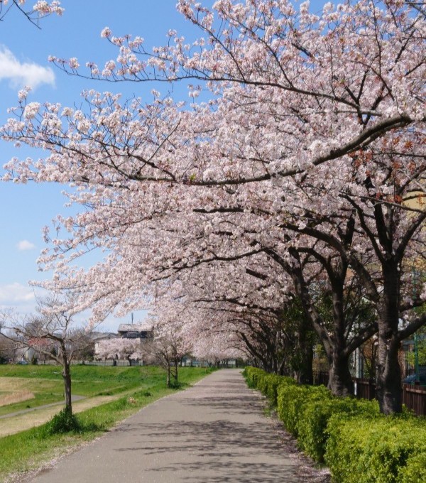 各々の場所にいるのに この時期みんな見上げて愛でる花がある。そして誰かに見せたい風景がある素敵。