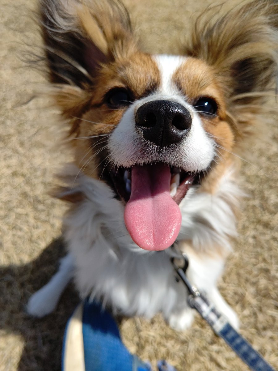 chacha_maru0825's tweet photo. 7ヶ月になりました☀️
#パピヨン
#春
#子犬
#わんこ
#かわいい https://t.co/o4ZIyRXd1A
