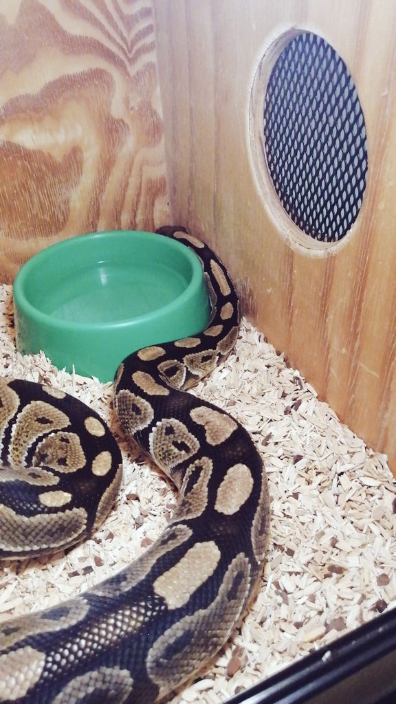 rex_tsg's tweet photo. Just got a new snake bull python 💚 https://t.co/aqvoTkyDTN