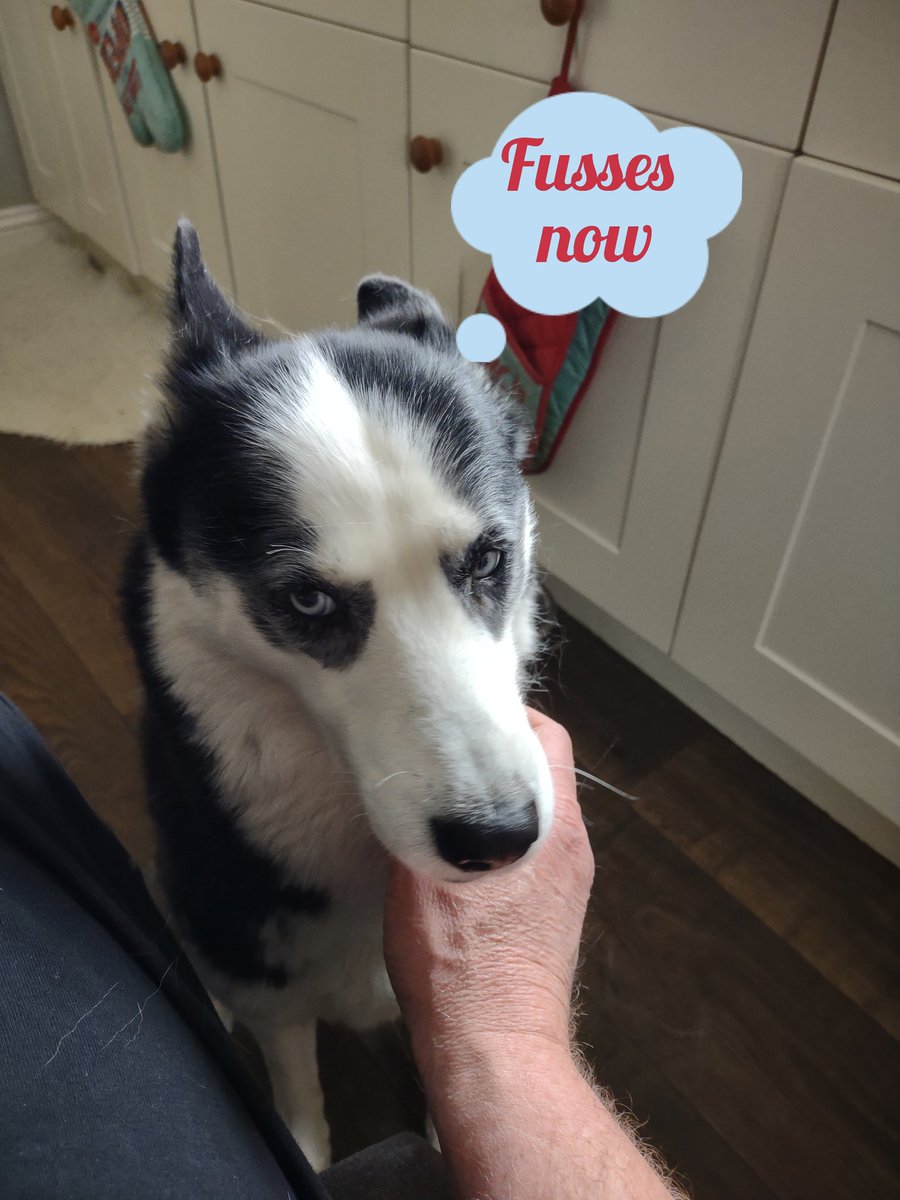 HuskyStories's tweet photo. It's a Sunday morning thing
#siberianhusky #huskies
#fusses #diamond
#dogsoftwitter https://t.co/bFYQOmRqQf