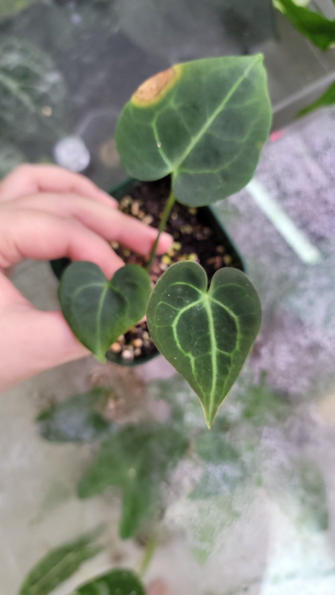 plant_jj tweet picture