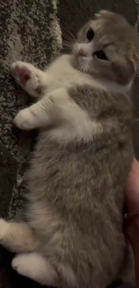 xtinenitx23's tweet photo. Look at this baby, she's so cuuuutteeee 🥰 #Mufffin https://t.co/LQkB5tsK7D