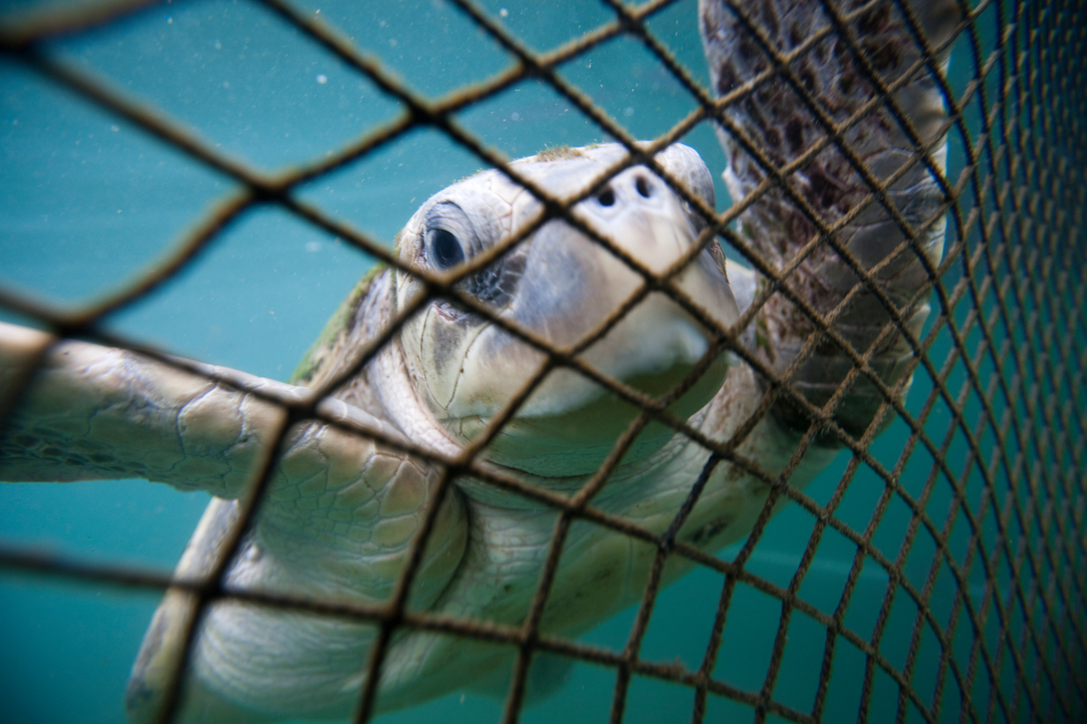 GreenpeaceUK's tweet photo. 👩‍🏫 Calling all teachers! 👨‍🏫

Do you want to teach your class about threats to our oceans and how we can solve them?

Here are some teaching resources (11-14 years) you might find useful. https://t.co/sheHNIm8y8 💚💚💚

#ProtectTheOceans https://t.co/mMvstBeCfY