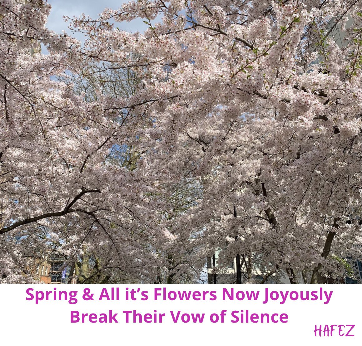 #Spring🌱 & all it’s Flowers🌸now joyously break their vow of silence. #HAFEZ 
#Sakura in #SwissCottage.
@roxanamjones @miraclegrids @ybeitollahi @mayorofcamden 
#Nowruz #SuperSoulSunday