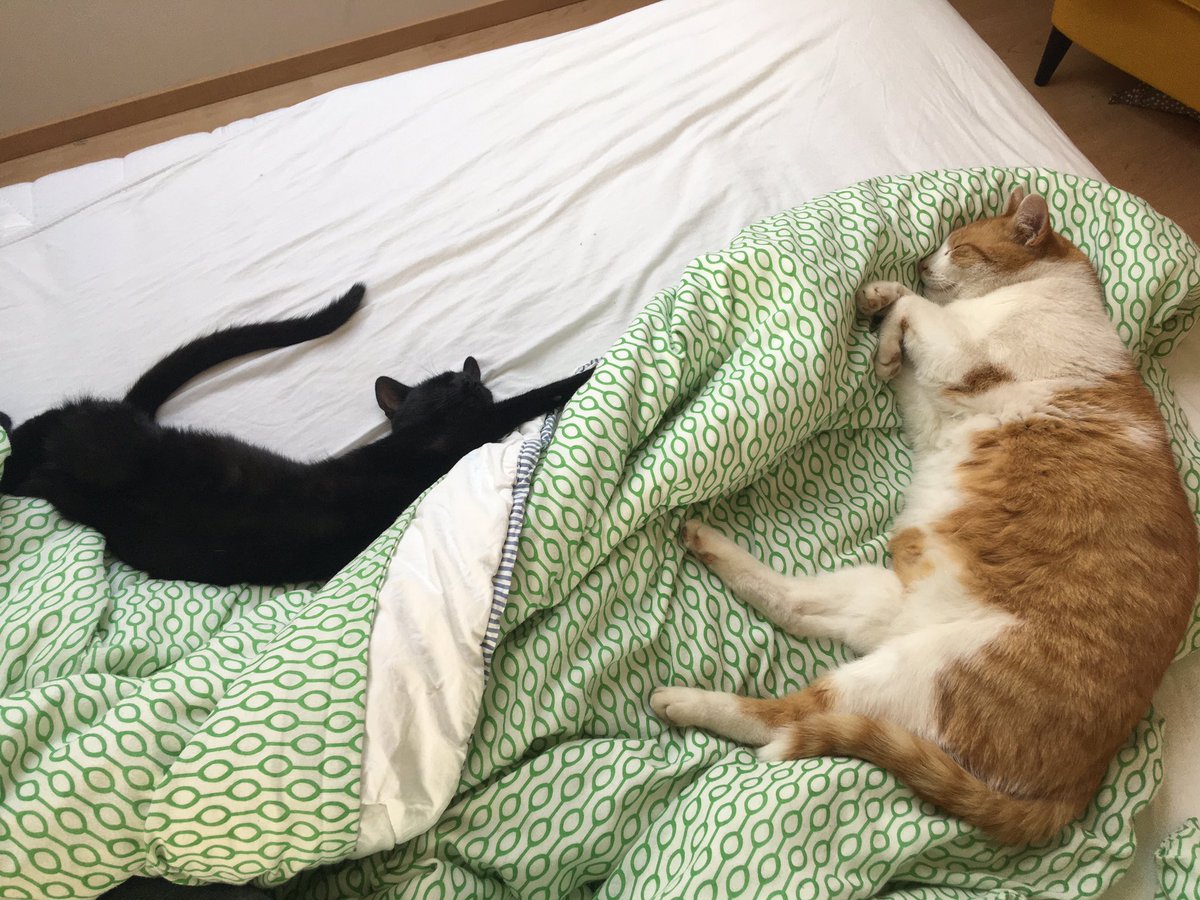 IHaidvogel's tweet photo. #sonntag #faulsein #waskatzenkönnen https://t.co/JKz8cPeNTw