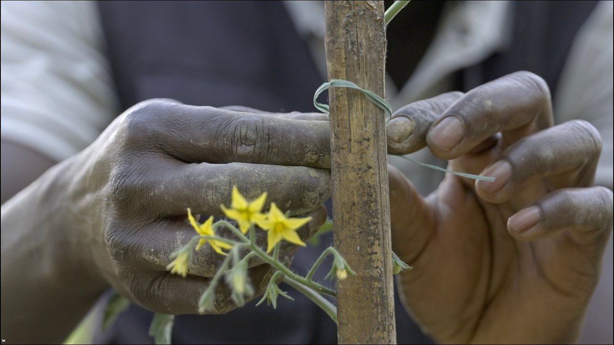 UNHCRfrance's tweet photo. 🐝 En Italie, #BeeMyJob, une académie d'apiculture pour les réfugiés, les demandeurs d'asile et les migrants, ouvre à nouveau ses portes !
Parrainé par le @UNHCRItalia, ce projet d'intégration sociale et professionnelle en est à sa septième édition ! 👏 https://t.co/z8qoX2vE3p