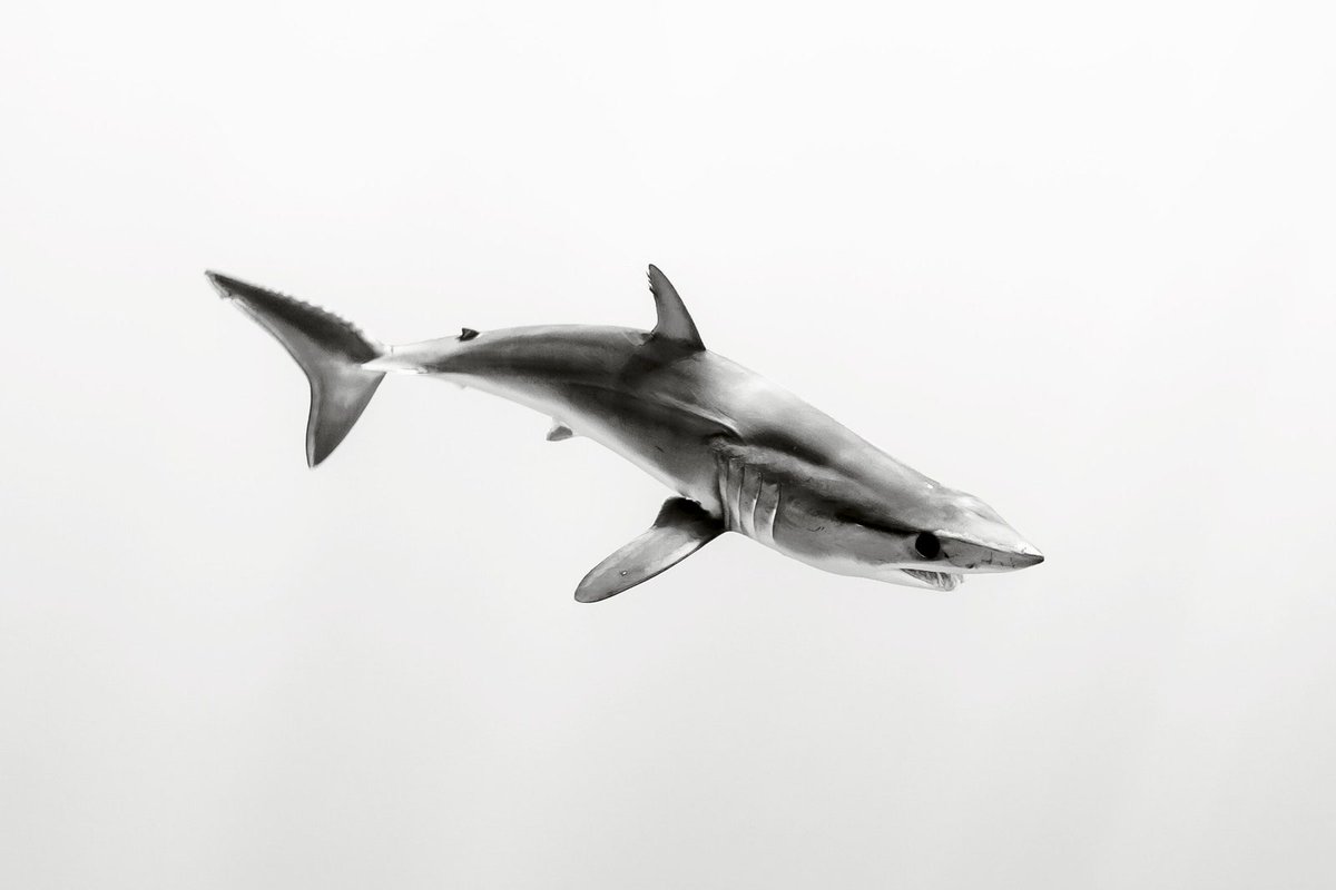 WIRED's tweet photo. The secret to Christian Vizl's intimate portraits of sea creatures? His goal isn't to capture them, it's to enjoy their presence. He carefully watches his subject for signs of stress, and only when their comfortable does the shoot actually begin: https://t.co/jg4n0lOFFF https://t.co/JoyQeYBcyd