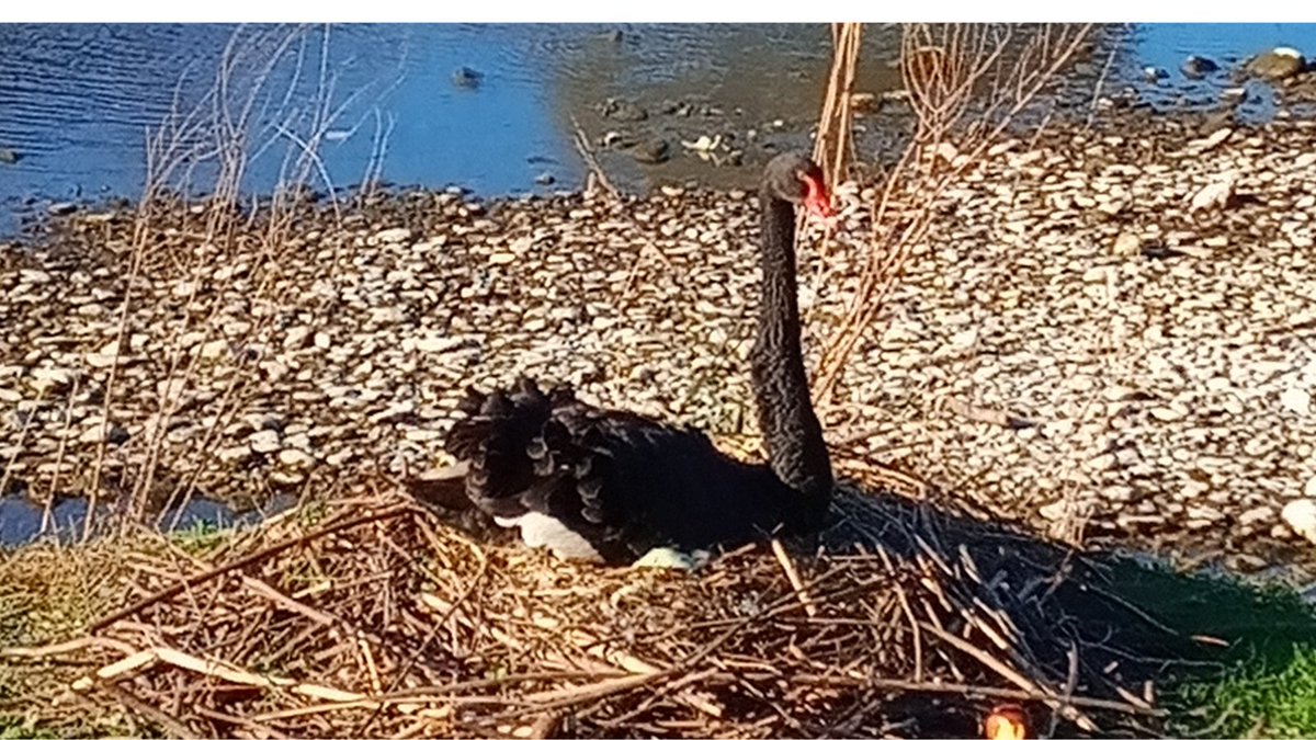 Bosp74's tweet photo. Notre beau #cygne noir, bientôt #maman. La #nature est merveilleuse.
#NaturePhotography #cygne https://t.co/o8sx8vA6iS