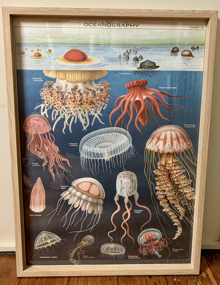 Found this cool #jellyfish poster this morning in a random store! Now I’ve just gotta find somewhere to hang it #MedusozoaMadness #DailyJelly