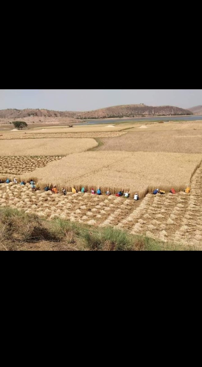 आप सभी को फसली उत्सव की शुभकामनाएं🌾🌾🌾यह भीलों का शोर्य दिवस है।