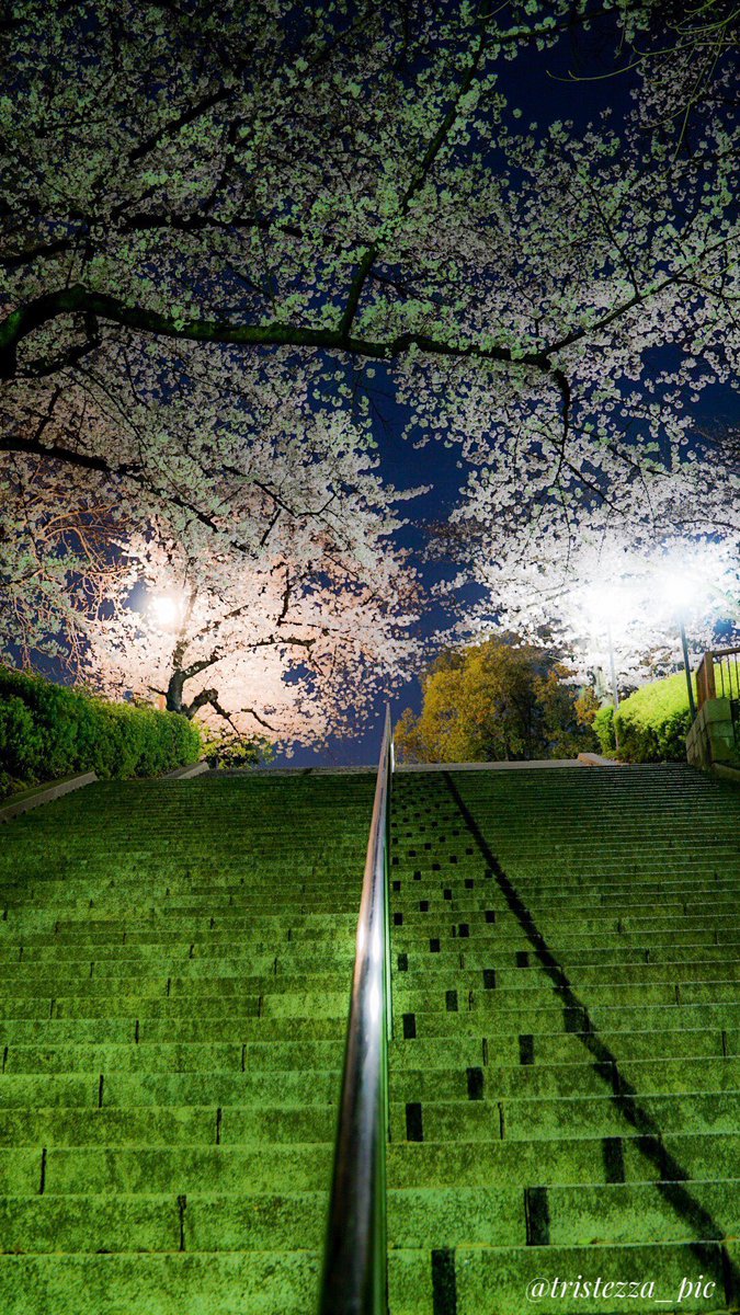 tristezza_pic's tweet photo. 縦写真あります。

#写真で伝えたい私の世界 
#ファインダー���しの世界 
#カメラ初心者 #カメラ女子
#ワタシノフォトグラフ #夜桜 https://t.co/fvo242avRW